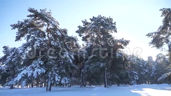 生活方式冰雪覆盖的冬季森林慢动作视频冬天的松林在雪的阳光下视频的预览图