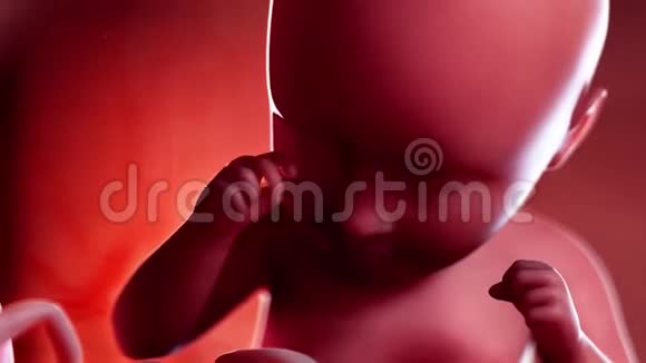 胎儿第35周视频的预览图