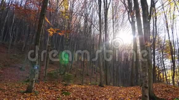 秋天的森林和阳光透过树叶照耀视频的预览图
