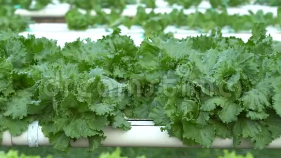 生菜水培蔬菜栽培视频的预览图