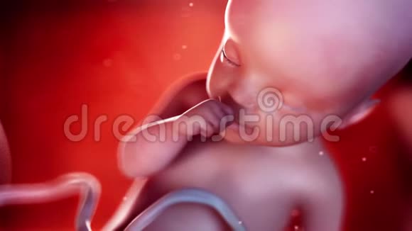 胎儿第25周视频的预览图