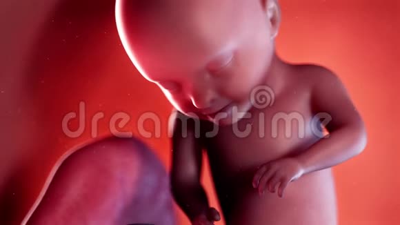 胎儿第31周视频的预览图
