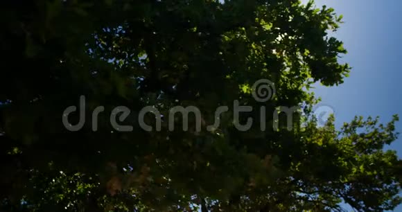 阳光明媚的4k天有蓝天的树视频的预览图