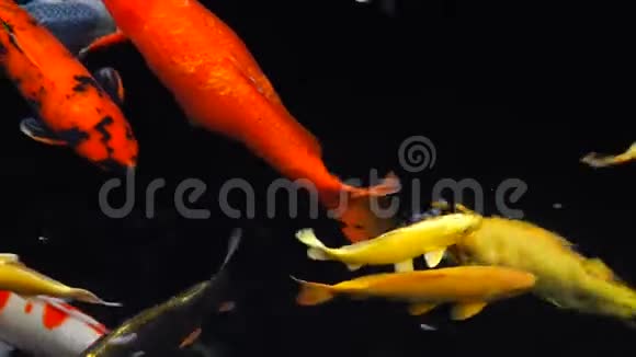 在清澈的淡水中浸泡特殊美丽的颜色锦鲤鱼视频的预览图