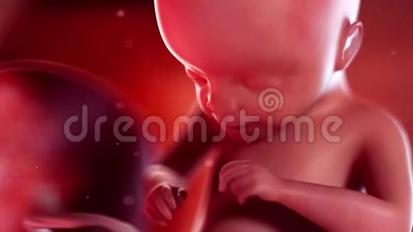 胎儿第21周视频的预览图