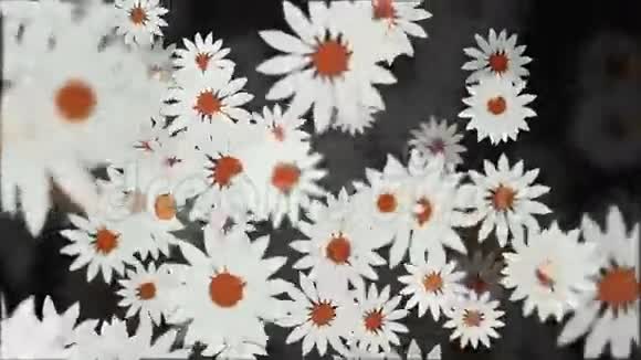 白色旋转花朵的抽象背景视频的预览图