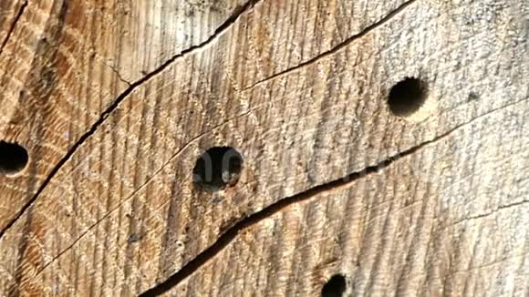 在春天野蜂奥斯米娅比科尼斯在一家昆虫旅馆的庇护箱前飞翔木头制成的树干视频的预览图