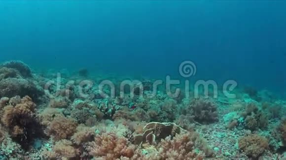 珊瑚礁有丰富的鱼类视频的预览图