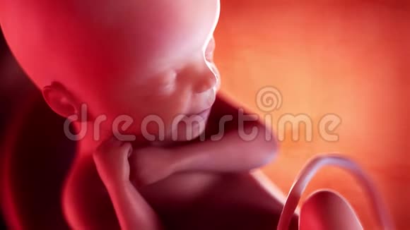 胎儿第24周视频的预览图