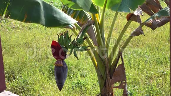 香蕉树有花视频的预览图