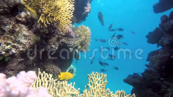 珊瑚礁的鱼视频的预览图