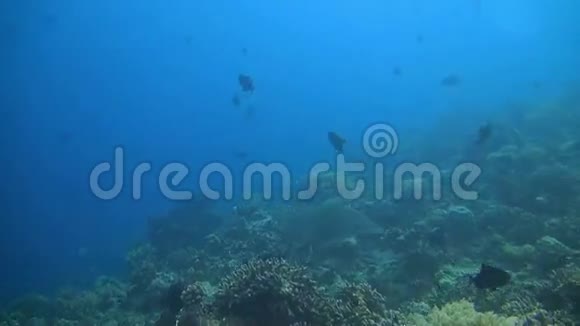 珊瑚礁上的鹰射线视频的预览图