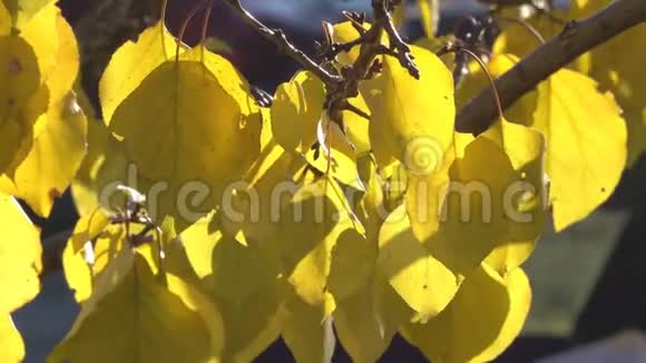 秋天的黄叶在树枝上视频的预览图