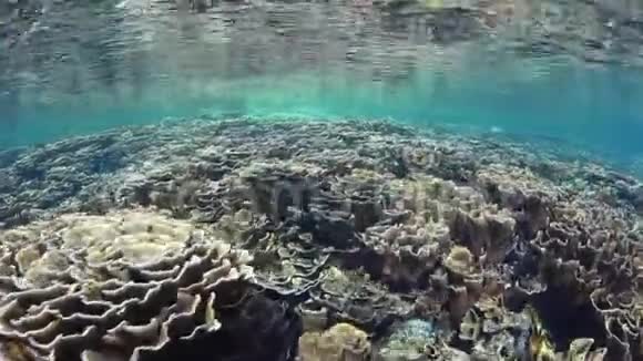 科莫多国家公园脆弱美丽的珊瑚视频的预览图