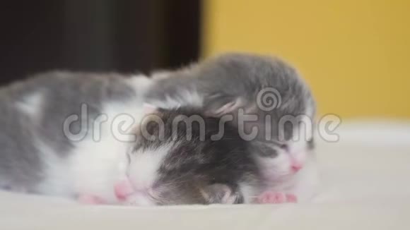 两只可爱的新生小猫在床上集体睡觉宠物概念宠物概念生活方式小猫在小猫身上纹状的睡眠视频的预览图