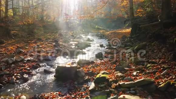 秋天森林里的河流和阳光透过树叶照耀着视频的预览图