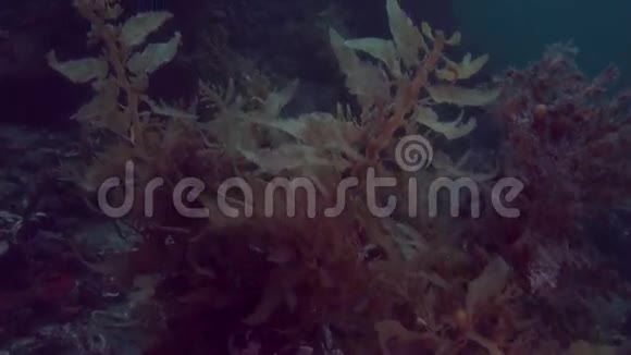 独特美丽的新西兰海底水视频的预览图