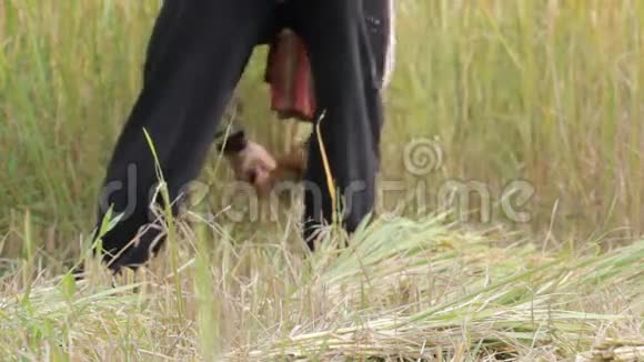 泰国农民田间收割水稻的特写视频的预览图