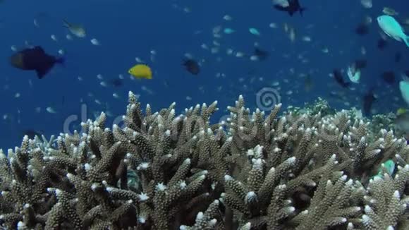 跟踪拍摄了完整的珊瑚礁与阿克罗波拉珊瑚和许多热带鱼慢动作视频的预览图