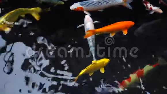 在清澈的淡水中浸泡特殊美丽的颜色锦鲤鱼视频的预览图