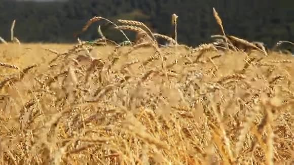 麦田小麦收获季节视频的预览图