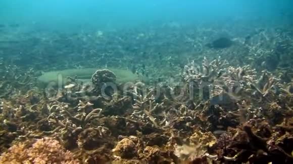加拉帕戈斯群岛上蓝色海水背景上的鱼群视频的预览图