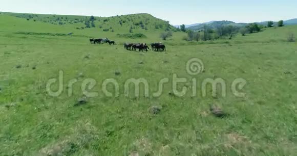 飞越山地草地上的野马群夏山野性自由生态概念视频的预览图