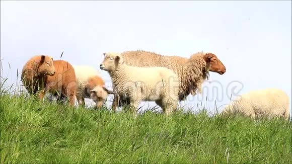 绵羊家族棕色和白色视频的预览图