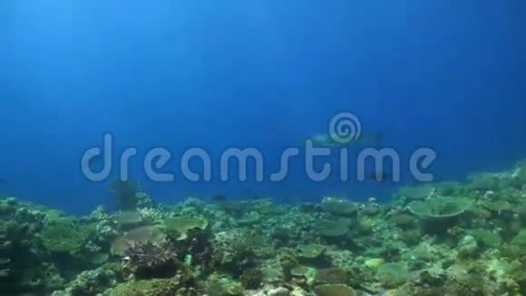 珊瑚礁上的灰礁鲨鱼视频的预览图