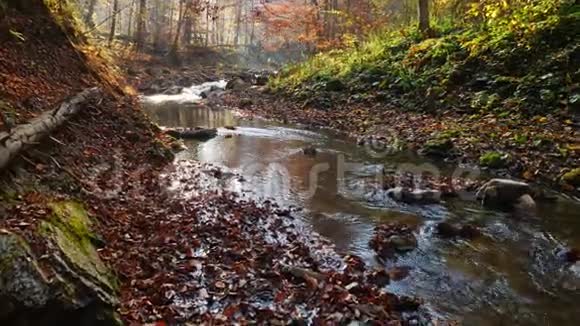 秋天森林里的河流和阳光透过树叶照耀着视频的预览图