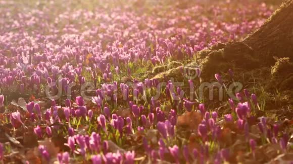 日落时分的野生紫色番红花野生春花番红花之美视频的预览图
