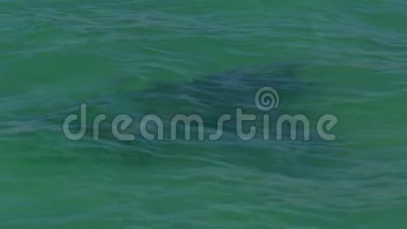 一只海豚在广阔的海洋里游泳视频的预览图
