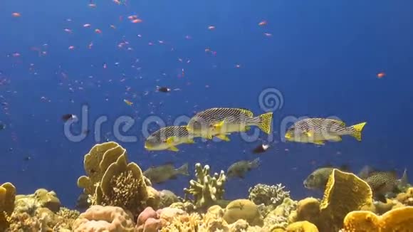 珊瑚礁上的甜唇视频的预览图