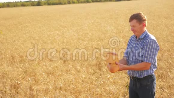 老农面包师在成熟的生活方式麦田里拿着一个金色的面包和面包慢动作视频收获时间老了视频的预览图