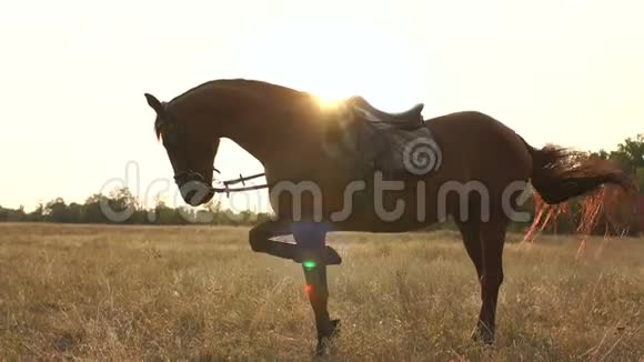 日落时一匹美丽的棕色马的剪影视频的预览图