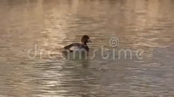 在池塘上鸭子视频的预览图