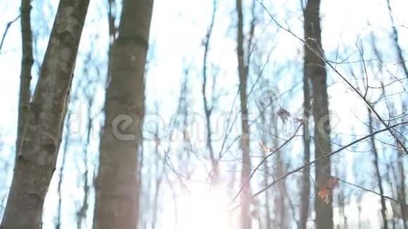阳光明媚的一天秋天的森林里有叶子视频的预览图