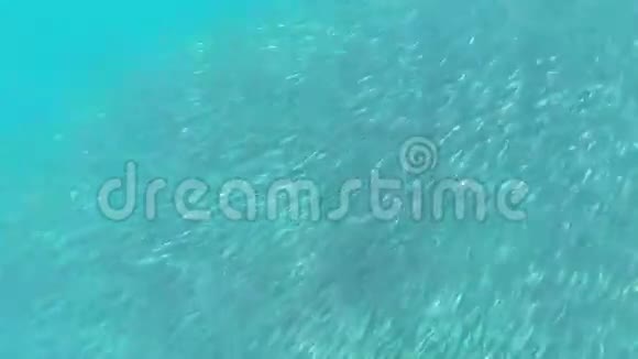 沙丁鱼的浅滩视频的预览图