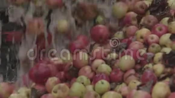 工业果汁厂新鲜水果经过传送带视频的预览图