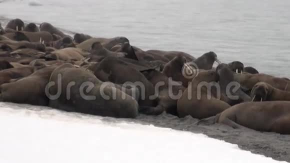 在斯瓦尔巴的北冰洋雪岸上一群海象在近水边放松视频的预览图