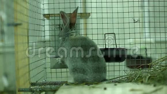 兔子在笼子里饲养灰色的下巴视频的预览图