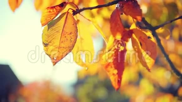 秋天的叶子视频的预览图