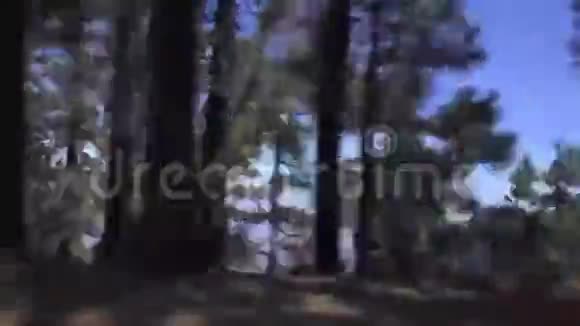 汽车穿越森林的道路视频的预览图