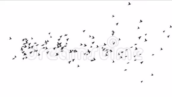 飞鸟的轮廓视频的预览图