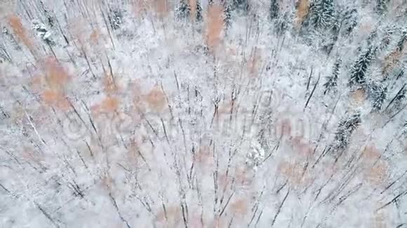 鸟瞰秋林视频的预览图