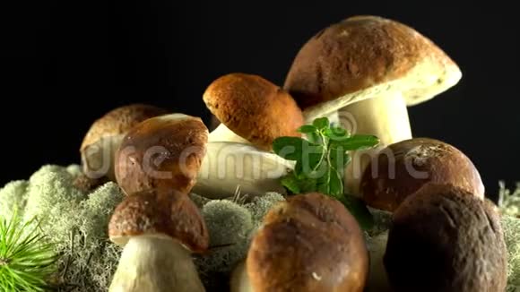 森林蘑菇囚犯天然产物太美妙了轮换4K视频的预览图