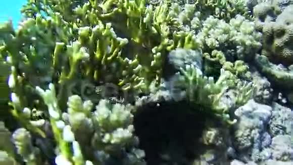 埃及红海的海洋生物视频的预览图