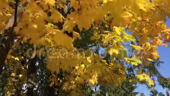 四季秋天视频的预览图