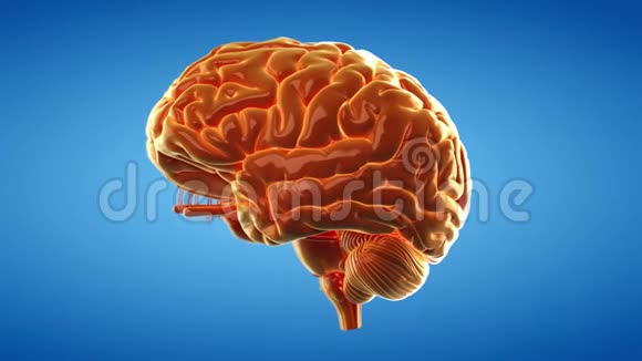 一个橙色的大脑视频的预览图