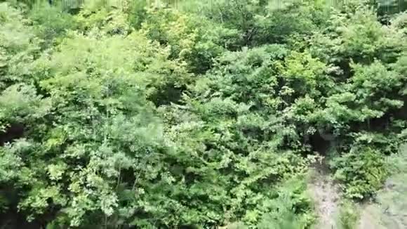 法国比利牛斯的空中森林景观视频的预览图
